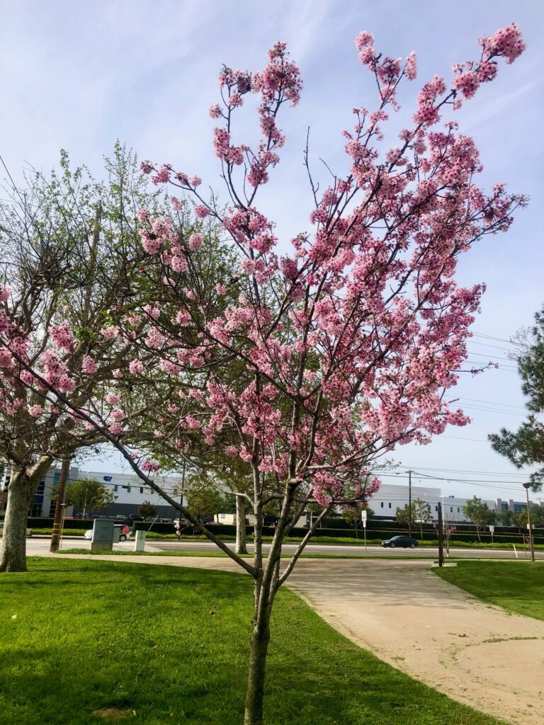 North Torrance Columbia Park