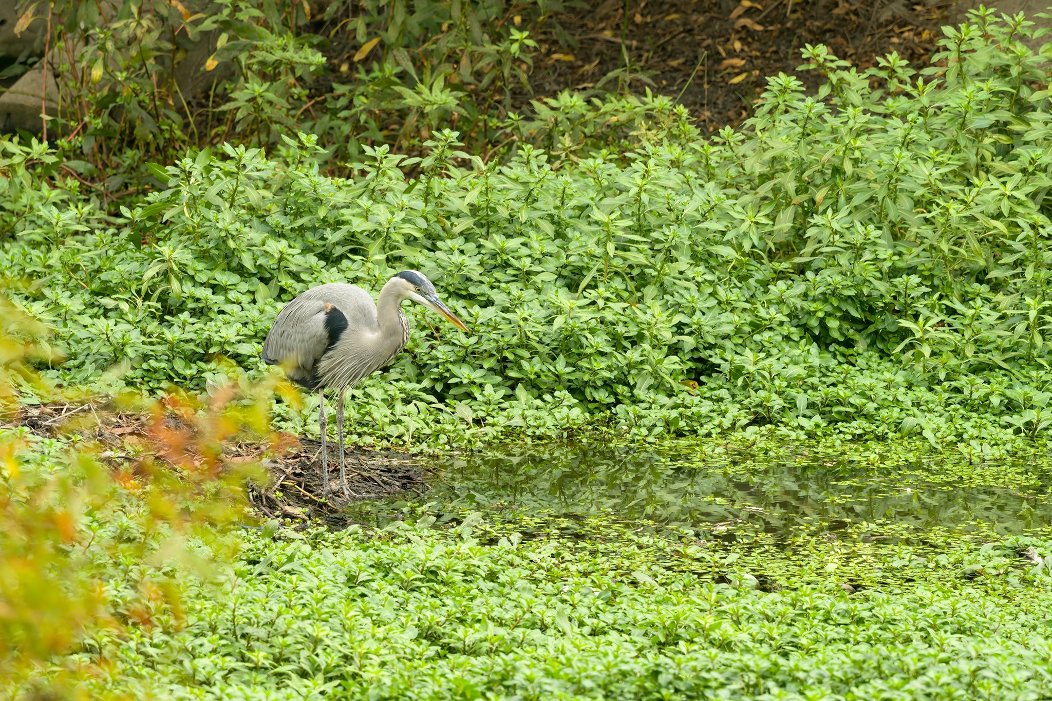 Torrance Madrona Marsh